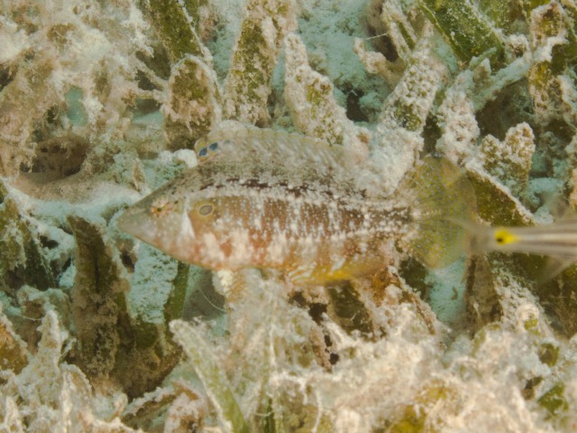 Pteragogus Cryptus